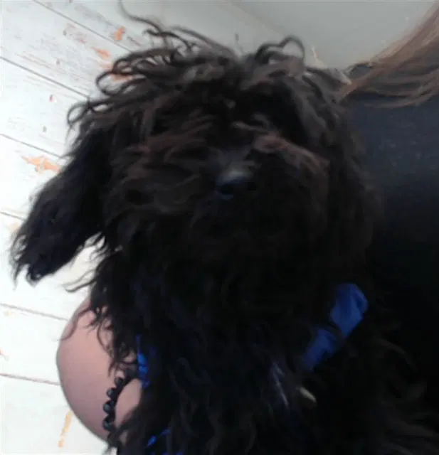 Gus image 1