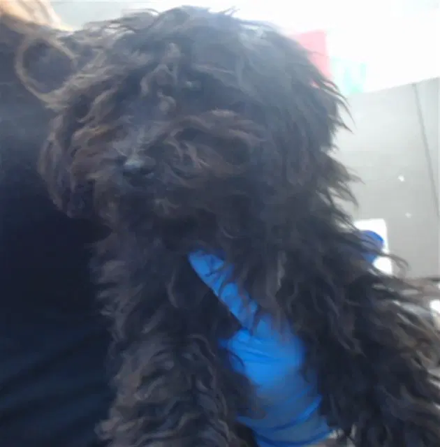 Toby - Poodle (Miniature)
