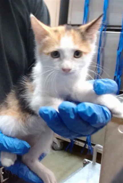 Hailey - Domestic Short Hair
