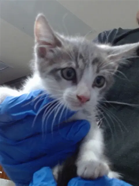 Leia - Domestic Short Hair