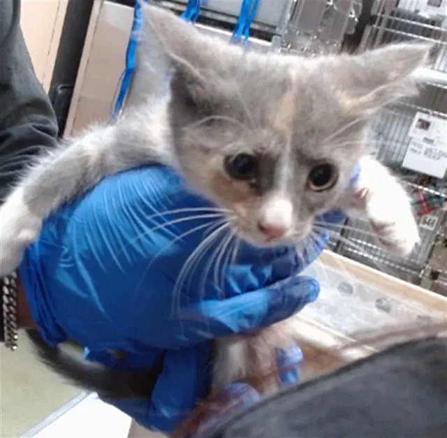 Rulee - Domestic Short Hair