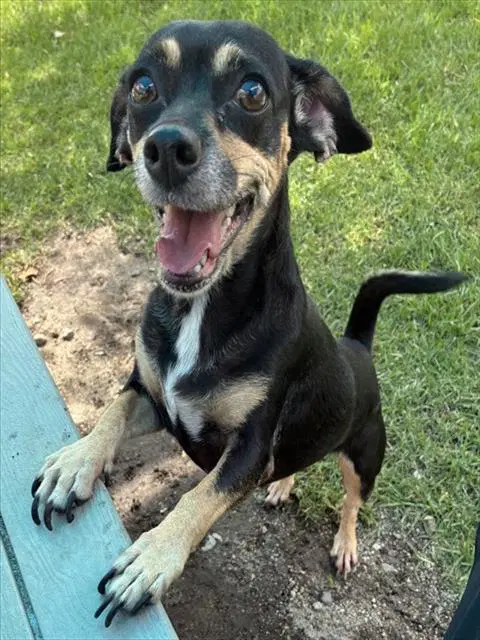Silly - Chihuahua