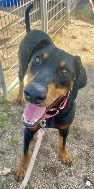 Marty - Doberman Pinscher