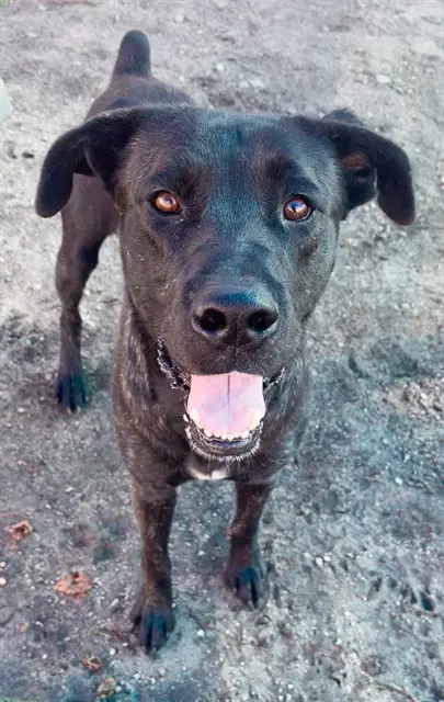 Lucas - Cane Corso Mastiff