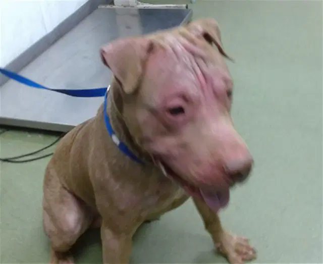 Red - Pit Bull Terrier