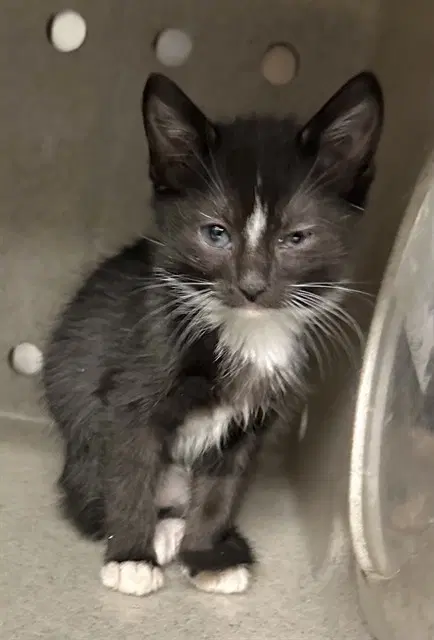 Graypool - Domestic Short Hair