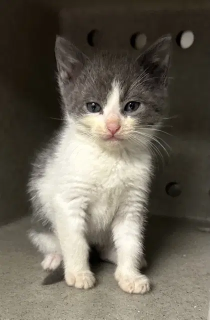 Riverstar - Domestic Short Hair