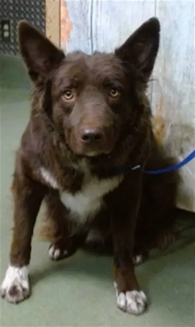 Ricky Bobby - Border Collie