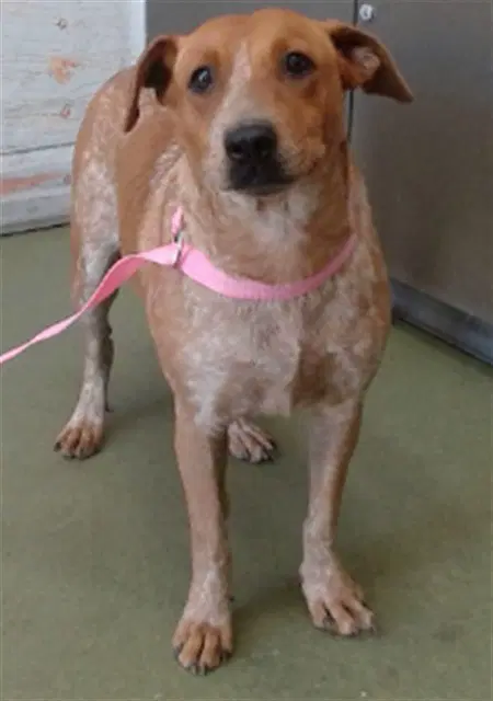 Terra - Australian Cattle Dog/Blue Heeler