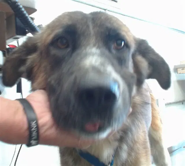 Fink - German Shepherd Dog
