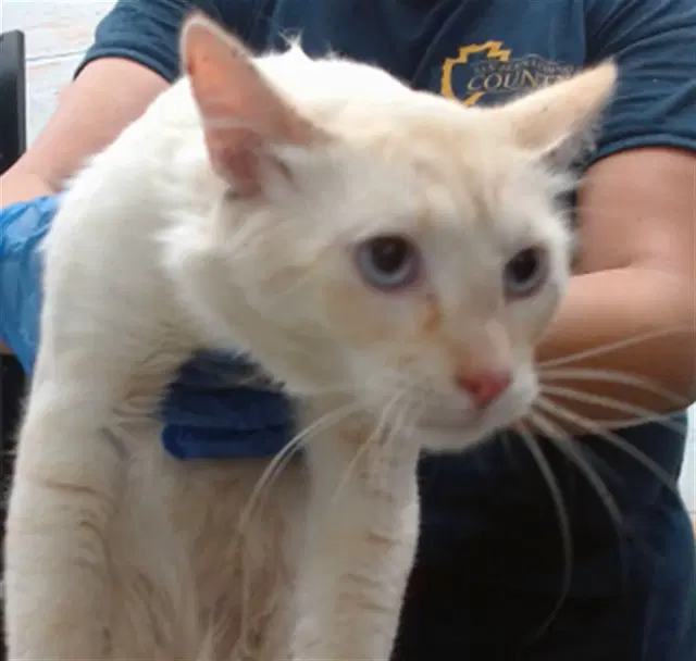 Apricot - Siamese