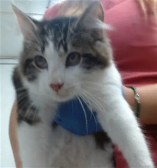 Luigi - Domestic Short Hair
