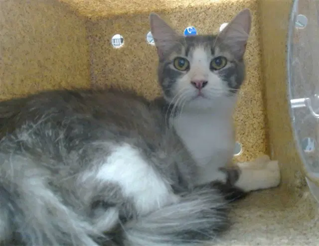 Catrina - Domestic Medium Hair