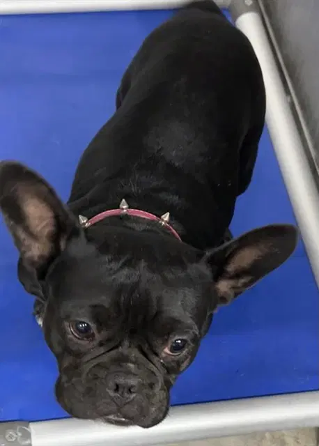 Fortuna - French Bulldog
