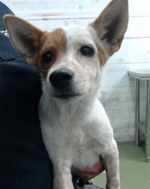 Alexandra - Australian Cattle Dog/Blue Heeler