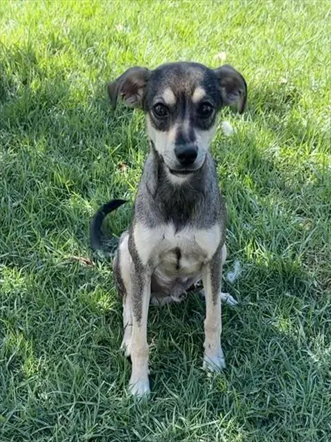 Nino - Chihuahua