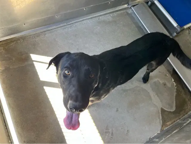 Maximus - Labrador Retriever