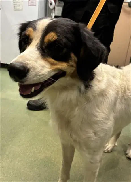 Jelly - Border Collie