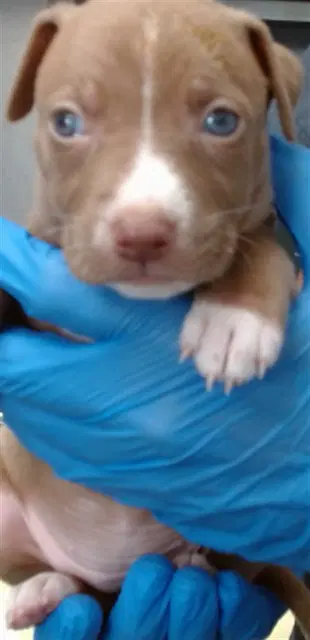 Red - Pit Bull Terrier