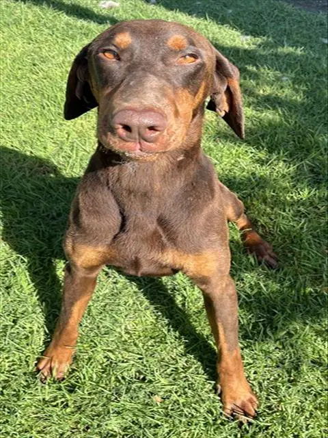 Canelo - Doberman Pinscher