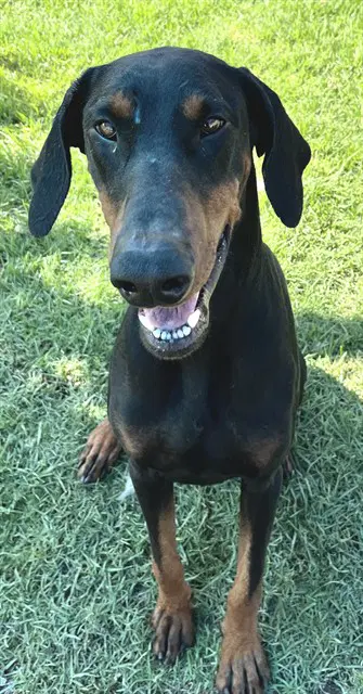 Rocket - Doberman Pinscher