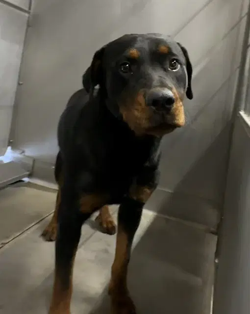 Dede - Rottweiler