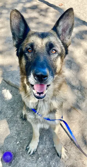 Playdo - German Shepherd Dog