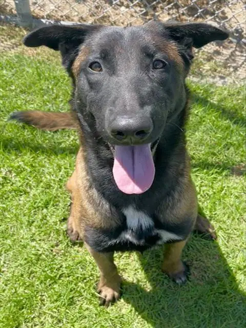 Meljoy - Belgian Shepherd Malinois