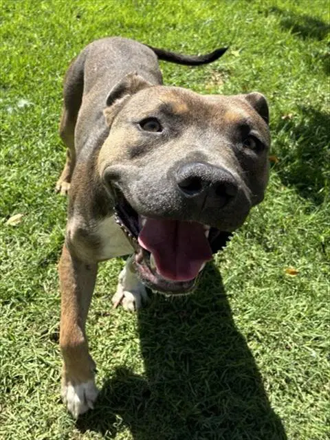 Brendin - Pit Bull Terrier