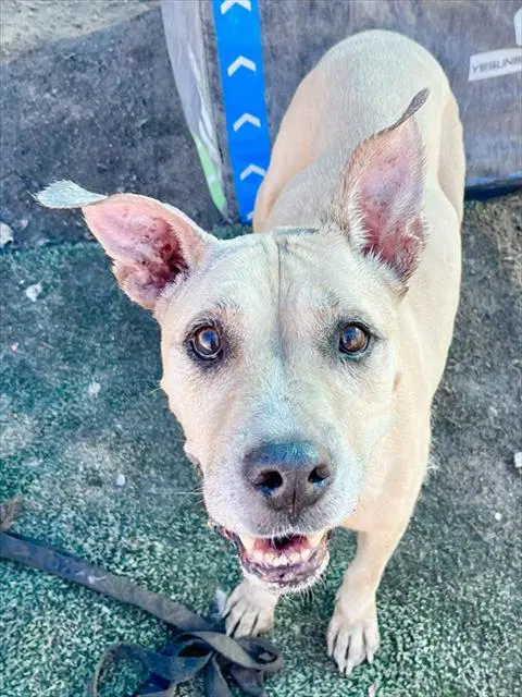 Honey - Pit Bull Terrier