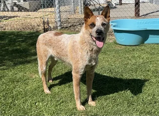 Creed - Australian Cattle Dog/Blue Heeler