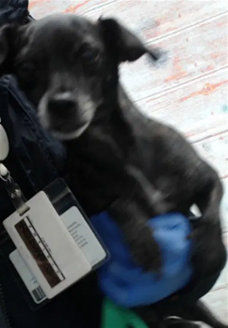 Aggie - Chihuahua