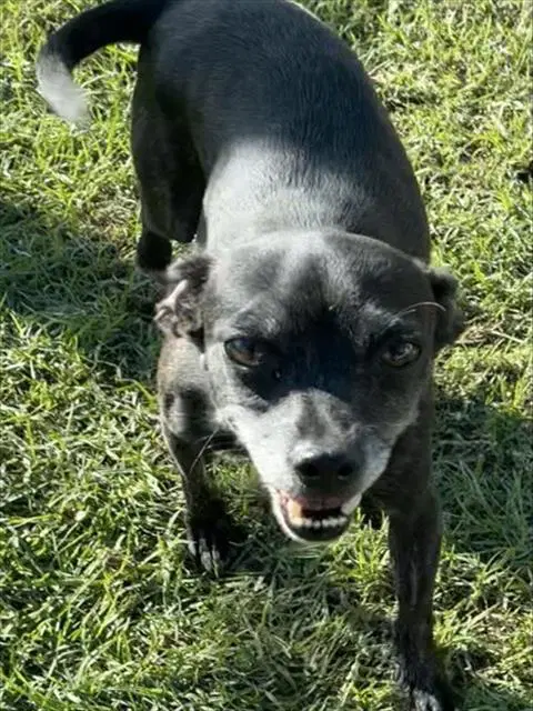 Aggie - Chihuahua