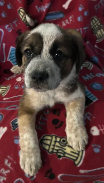 Harley - Australian Shepherd