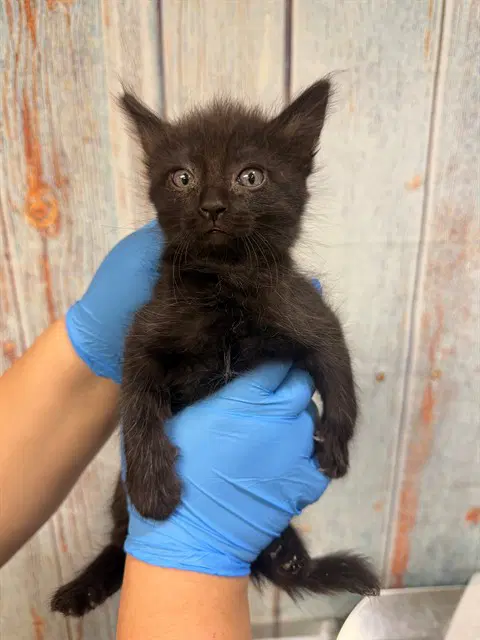 Beatrice - Domestic Short Hair