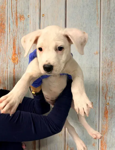 Spud - Pit Bull Terrier