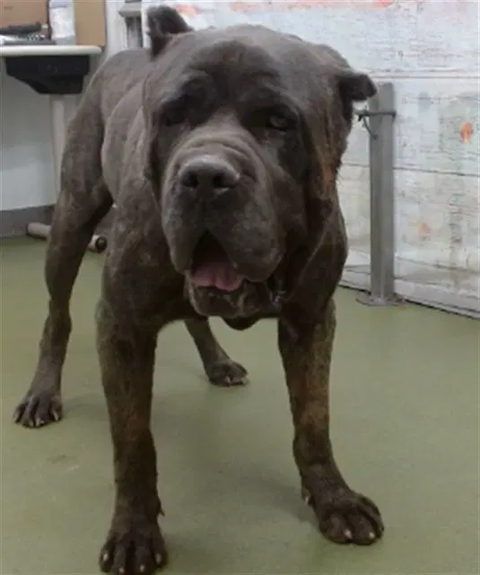 Brad - Mastiff