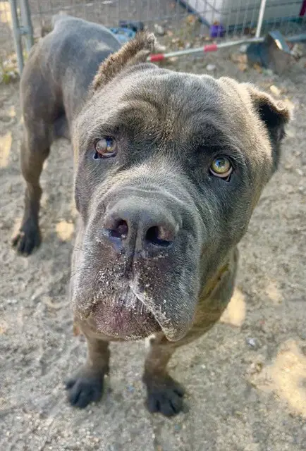 Brad - Mastiff