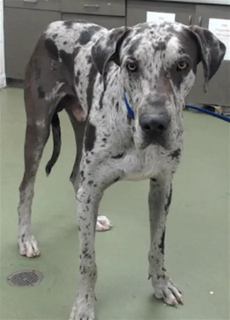Griggs - Great Dane