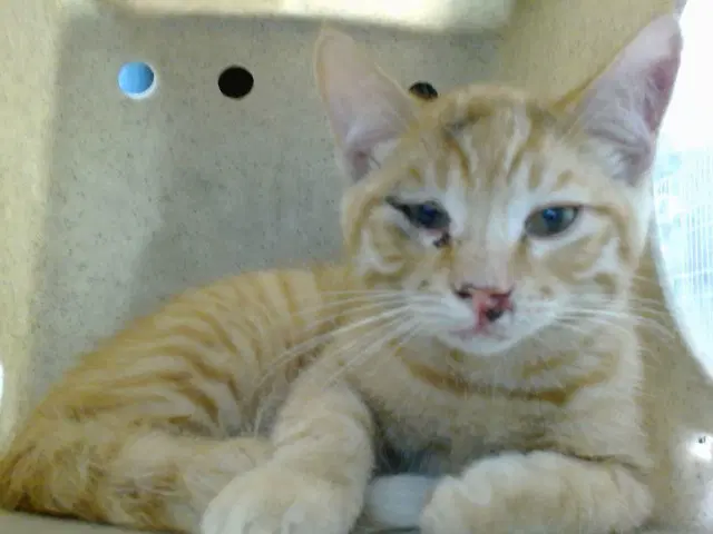 Buster - Domestic Short Hair
