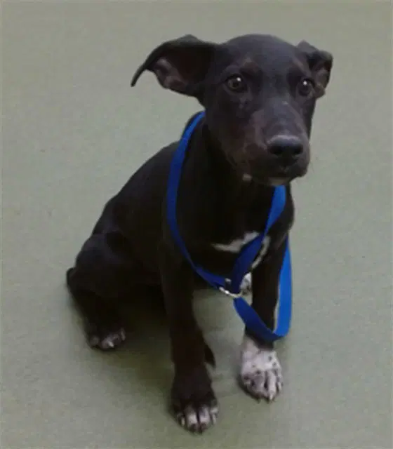 Tish - Labrador Retriever