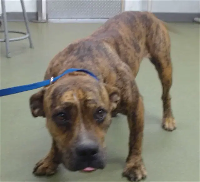 Penelope - Pit Bull Terrier
