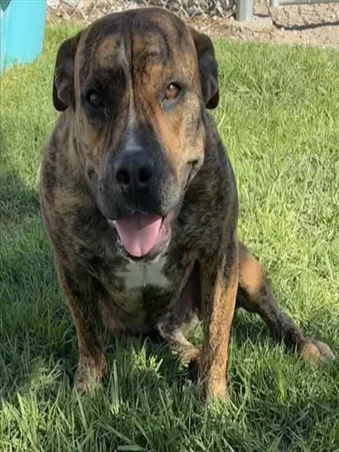 Penelope - Pit Bull Terrier