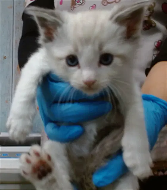 Yeti - Domestic Short Hair