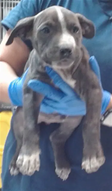 Edd - Pit Bull Terrier