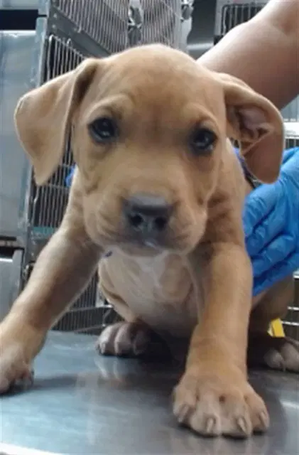 Eddie - Pit Bull Terrier