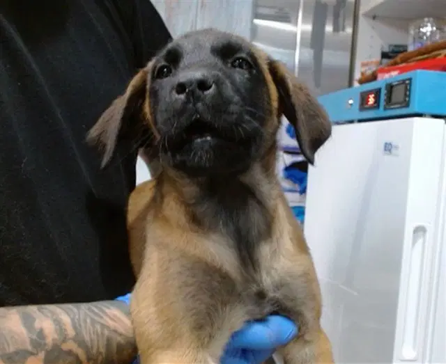 Roxy - Belgian Shepherd Malinois