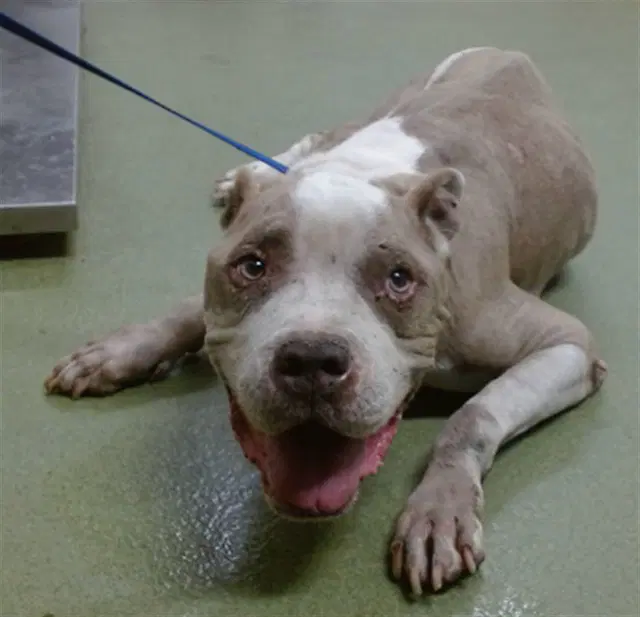 Orson - Pit Bull Terrier
