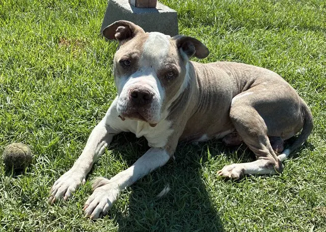 Orson - Pit Bull Terrier