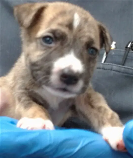 Marlene - Pit Bull Terrier